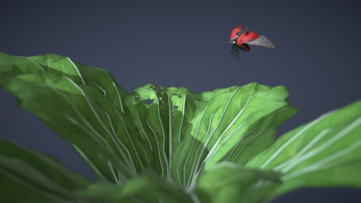 Ladybug 3D Model