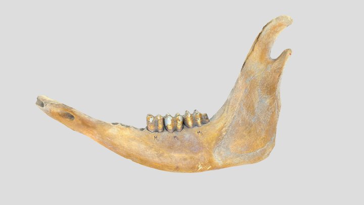 Cattle Mandible Jaw 3D Model