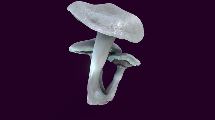 Mushrooms 3D Model