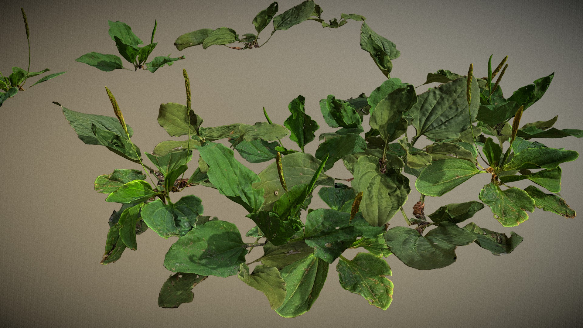 3D model Broadleaf Plantain - This is a 3D model of the Broadleaf Plantain. The 3D model is about a plant with leaves.