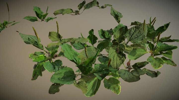 Broadleaf Plantain 3D Model