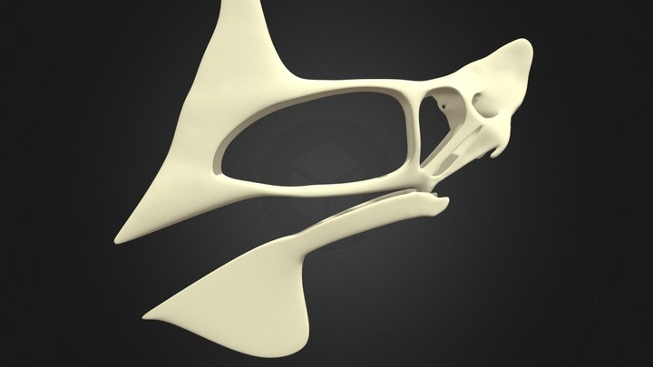 Tupandactylus navigans 3D Model
