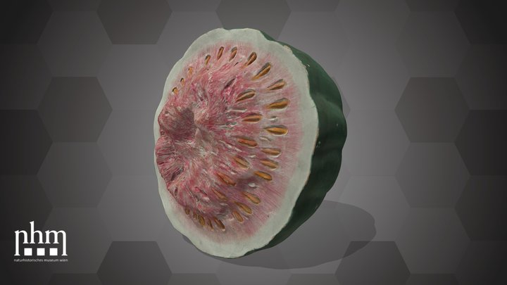 Watermelon (NHMW-AFW-DING-0046-129) – Modèle 3D gratuit STL