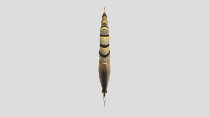 Shrimp 3D Model
