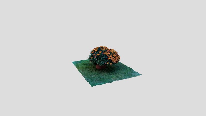 Autmn orange Chrysanthemum 3D Model