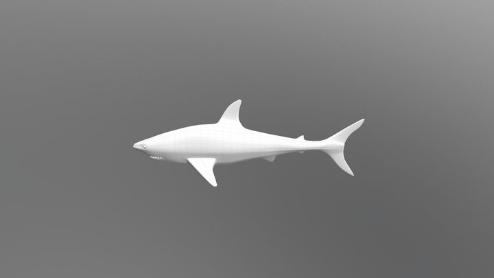 Shark Modelling 3D Model