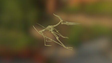 Pteranodon 3D Model