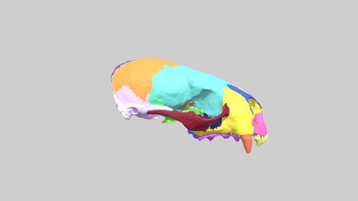 Lontra canadensis skull anatomy 3D Model