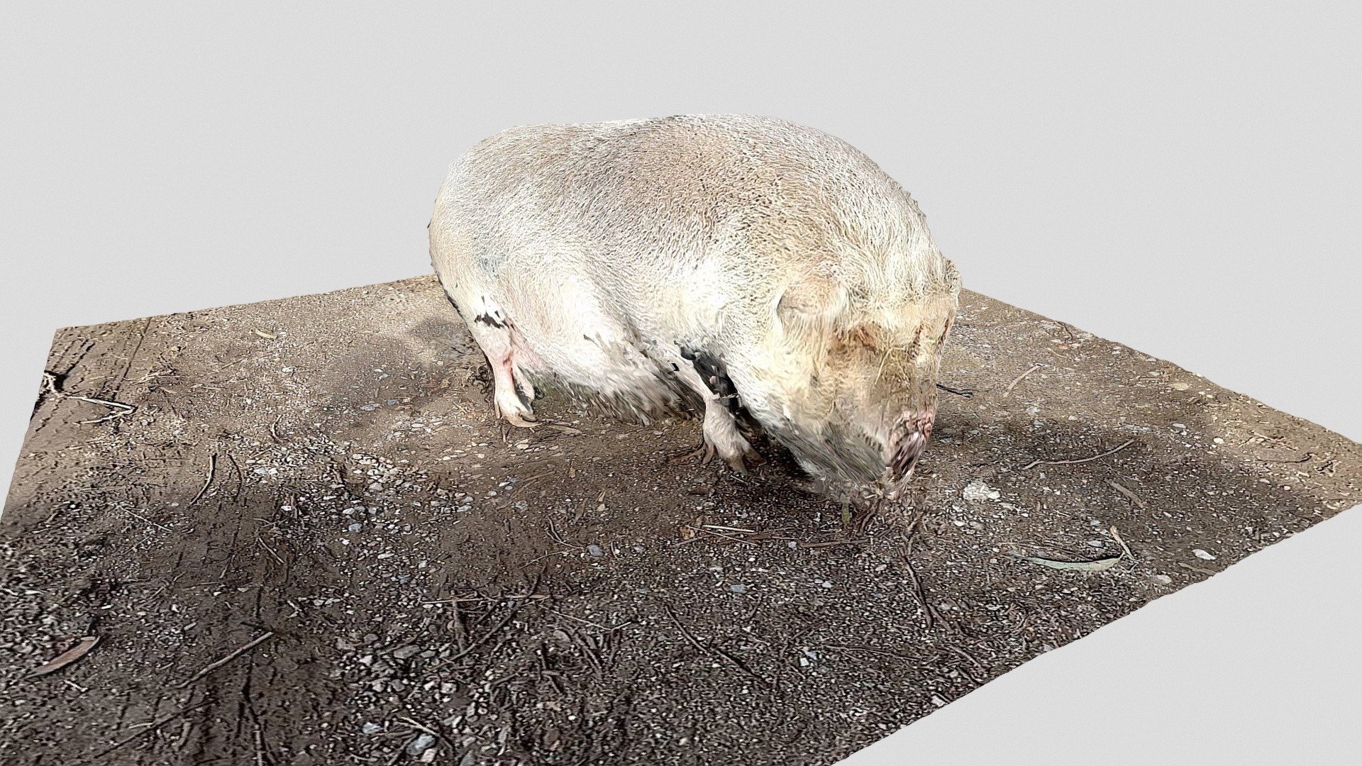Day 36 - A pig - 1scanaday