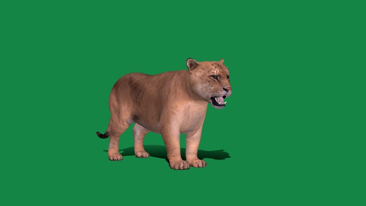 Liger Feline Hybrid (Game Ready) 3D Model