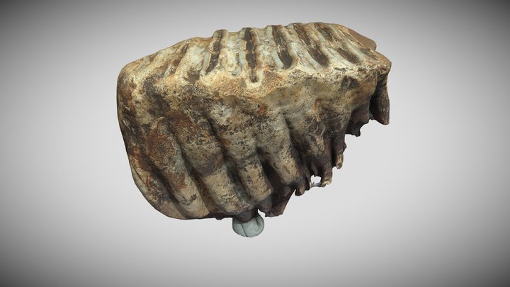 Elephas Mnaidriensis 02 3D Model