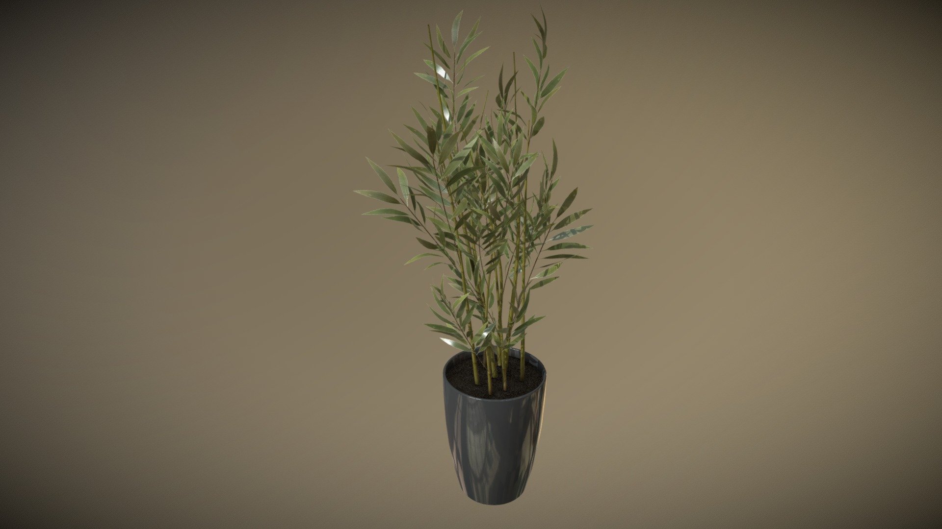 Bamboo Plant