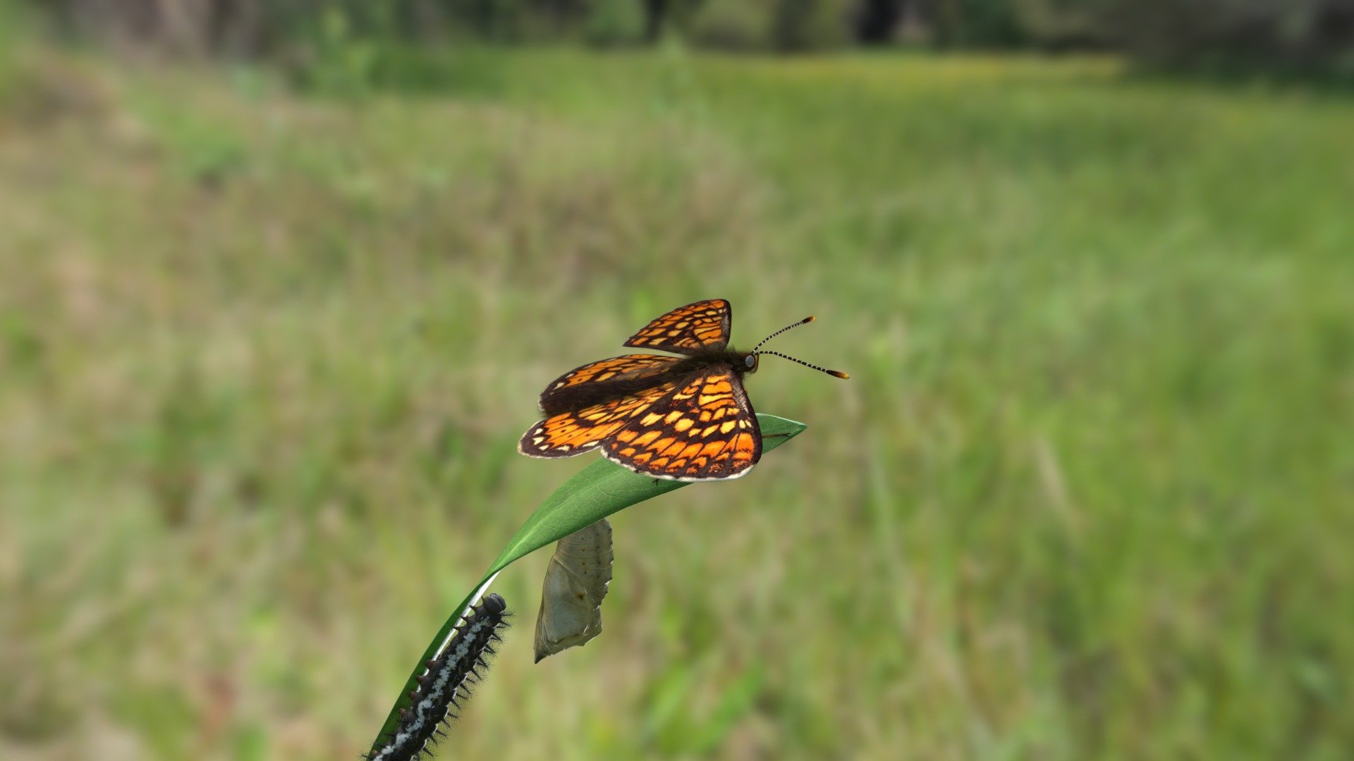 Hnědásek chrastavcový — Sketchfab embed 3D viewer