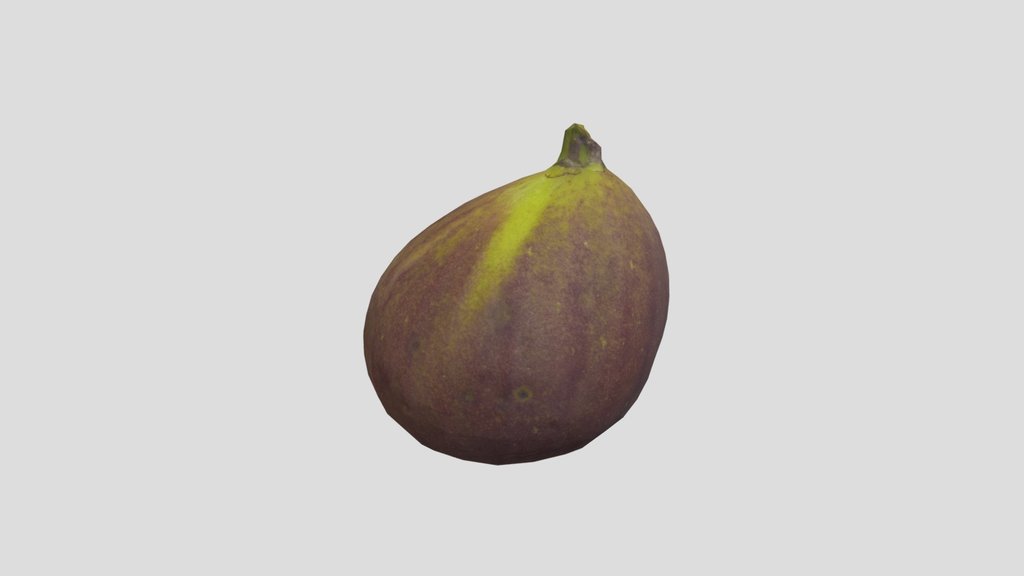 Ficus Carica