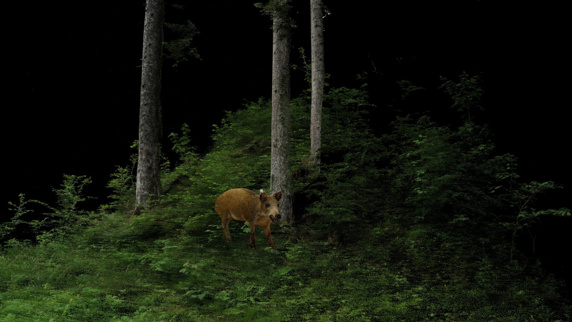 Wild Boar | The Forest and it's Inhabitants