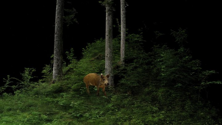 Wild Boar | The Forest and it's Inhabitants 3D Model