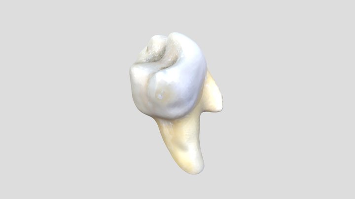 Tooth 3D Model
