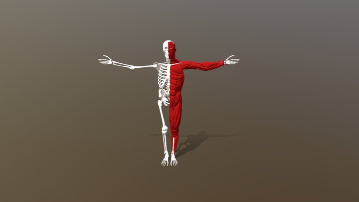 Anatomy Study 3D Model