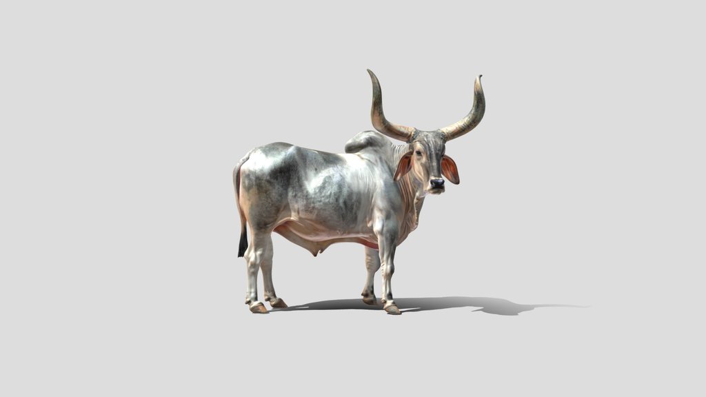 Majestic Horned Bull