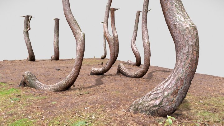 Crooked Forest in Poland 3D Model