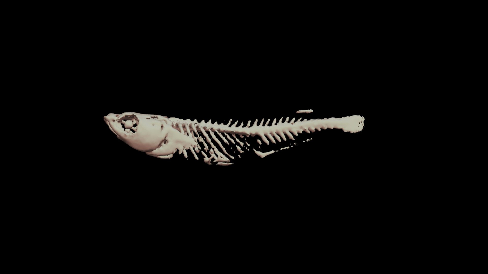 キタノメダカ 骨格 Bones of ricefish, Oryzias sakaizumii