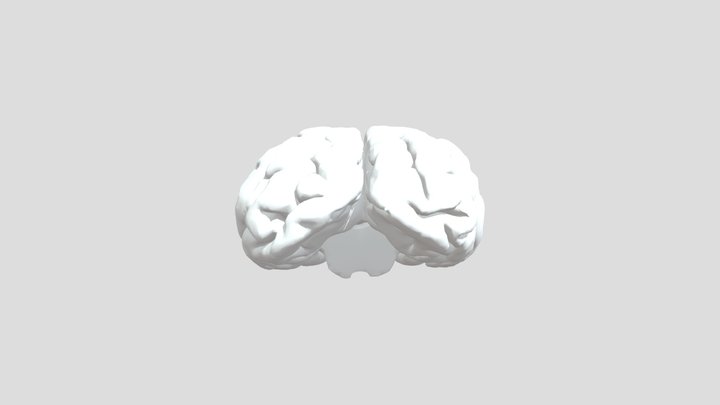 Lion Brain 3D Model