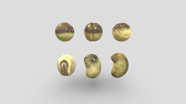Etapas del desarrollo en el embrión de ajolote 3D Model