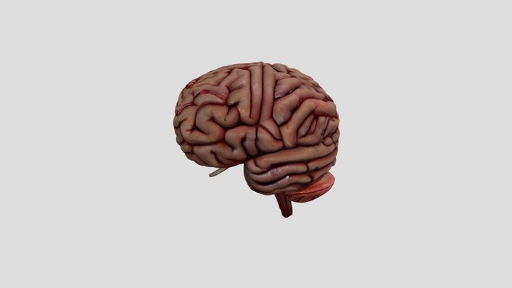 Brain 3D 3D Model