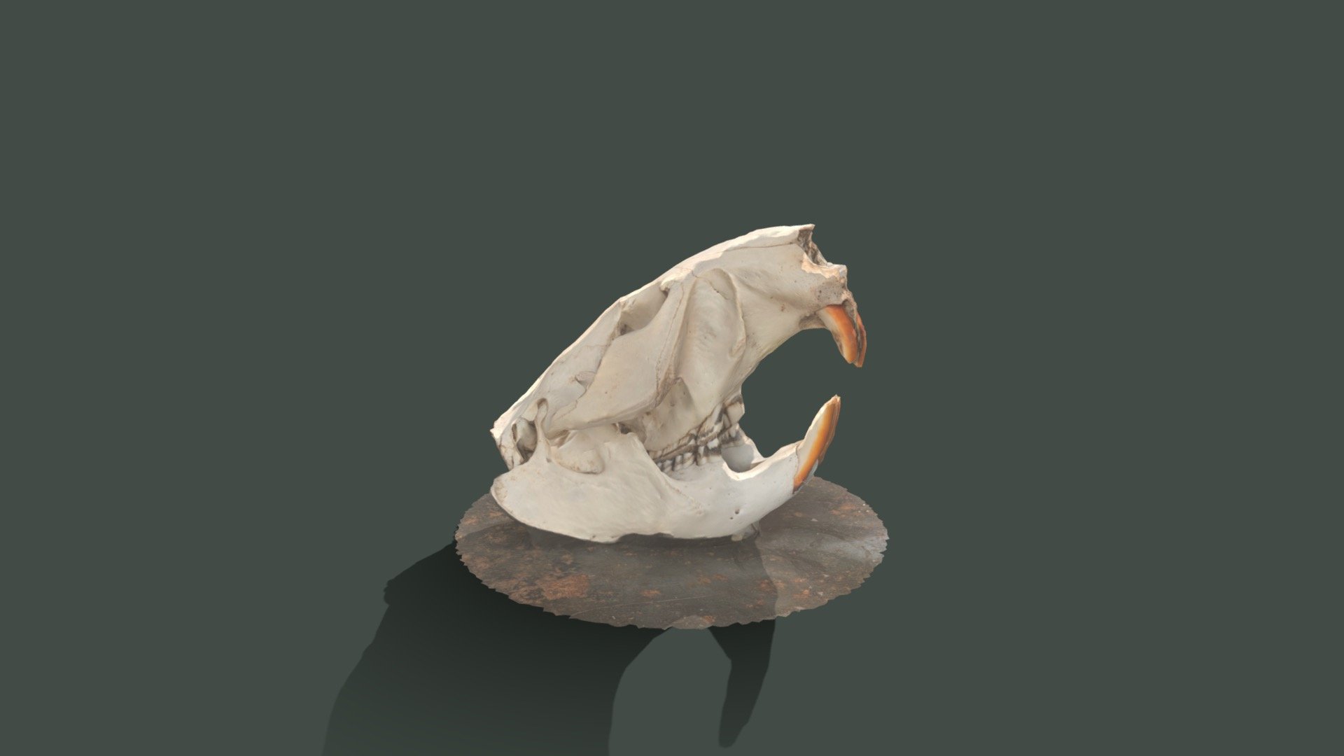 Beaver Skull - Download Free 3D Model By EvanMcNaught (@emcnaught ...