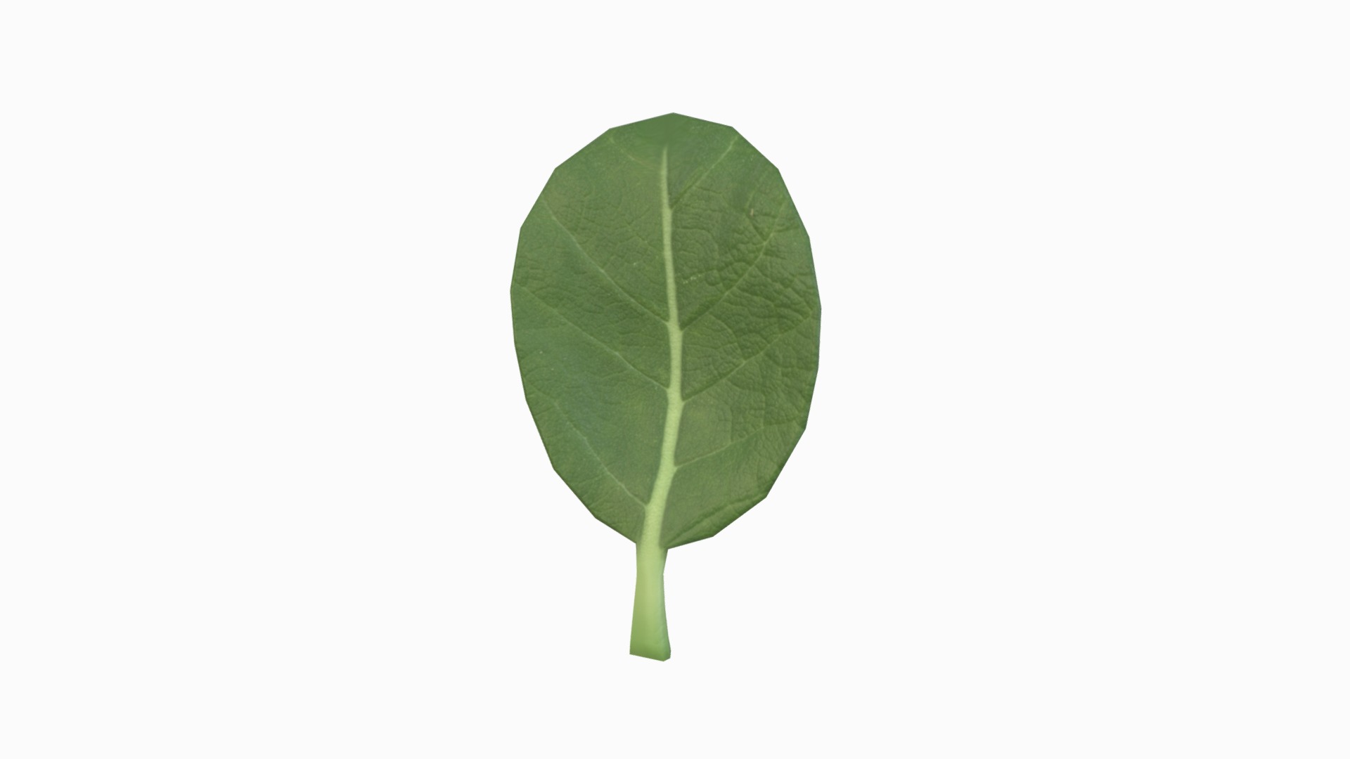 3D model Spinach - This is a 3D model of the Spinach. The 3D model is about a single leaf on a white background.