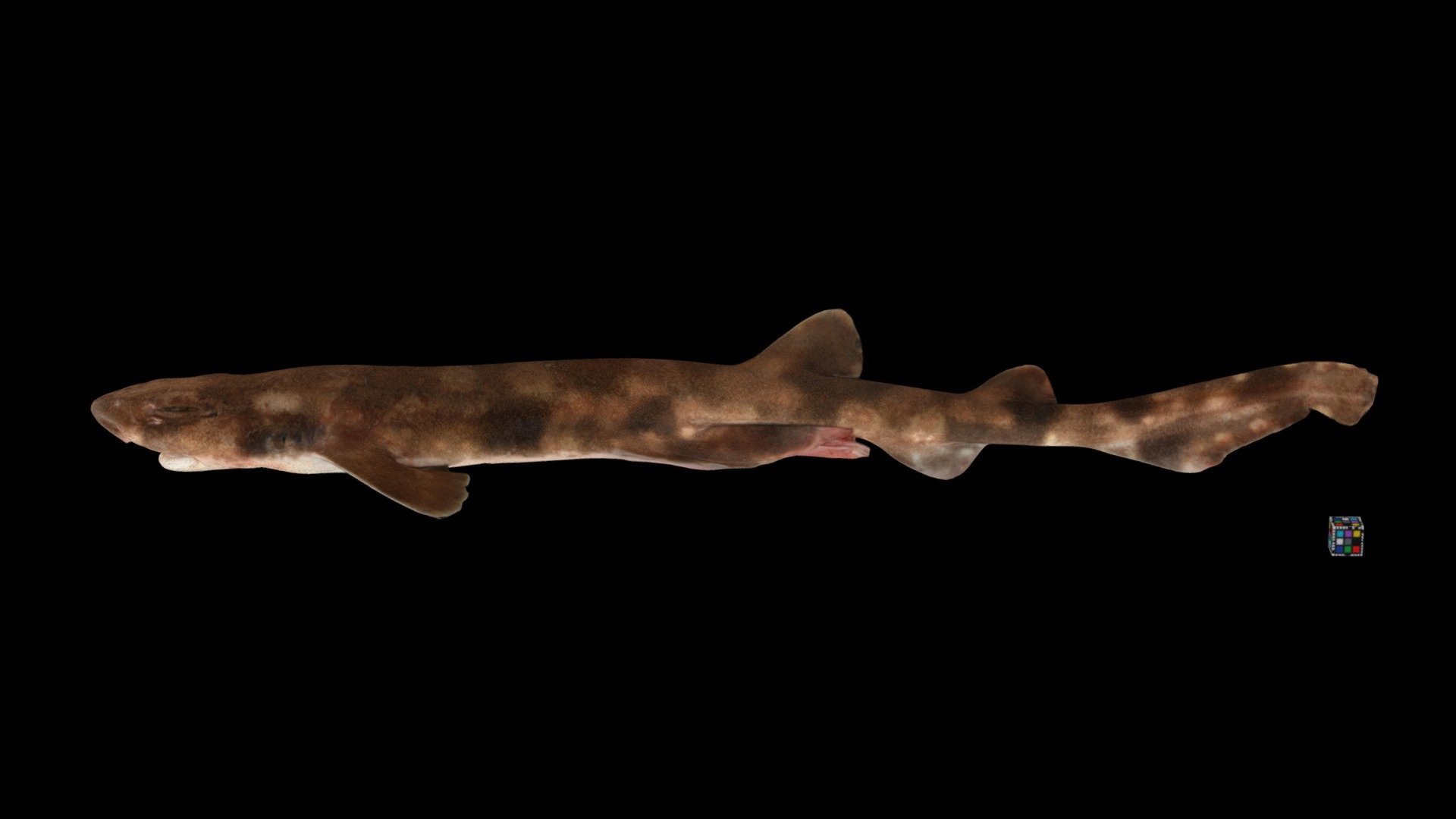 ナヌカザメ ♂ Blotchy Swell Shark, C. umbratile