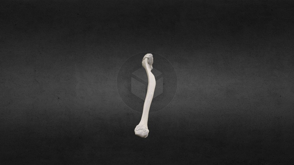 Chapter 7- Hindlimb anatomy - A 3D model collection by Findlay_Venom ...