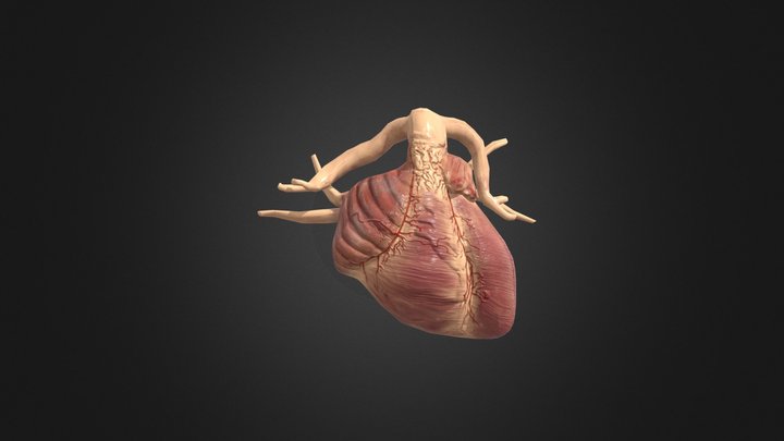 Heartbeat 3D models - Sketchfab