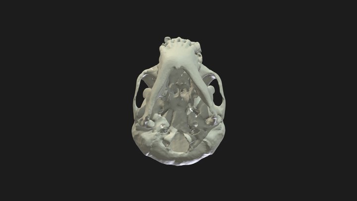Chimpanzee Skull 3D Model