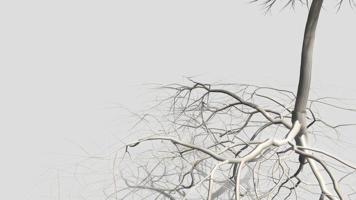 douglas fir fungi 3D Model