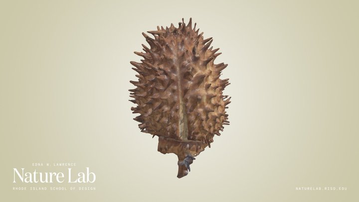 Datura Pod