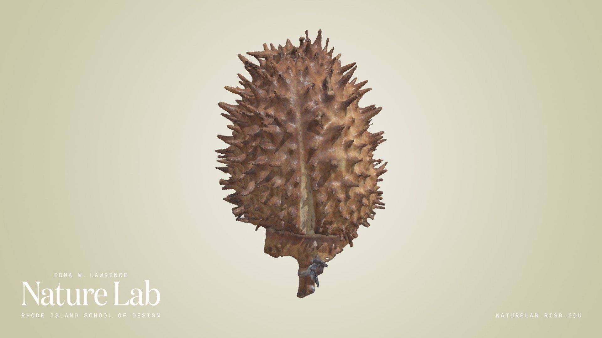 Datura Pod