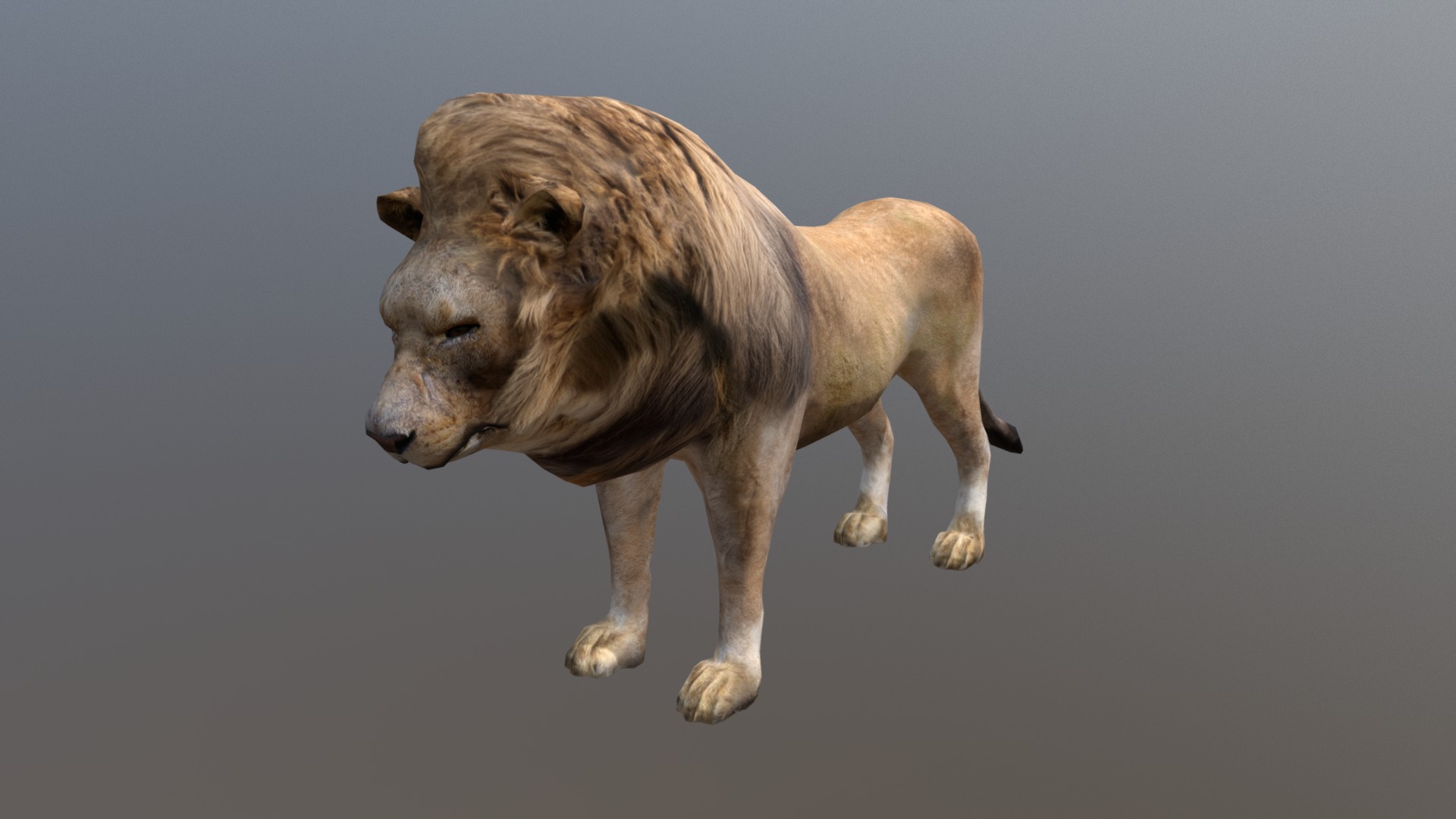 3D model Lion (old) - This is a 3D model of the Lion (old). The 3D model is about a lion walking on a grey background.