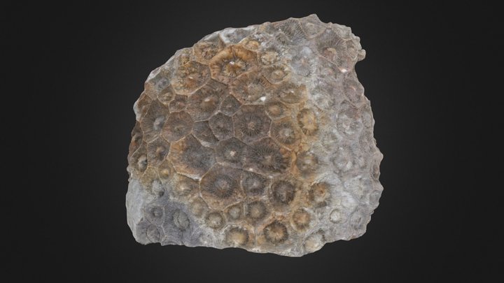 Rugose coral: Acrocyathus floriformis (PRI70756) – Modelo 3D gratuito STL