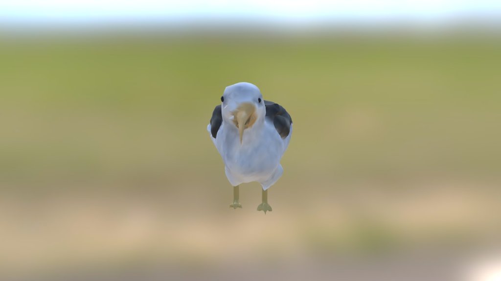 modelofalbatross