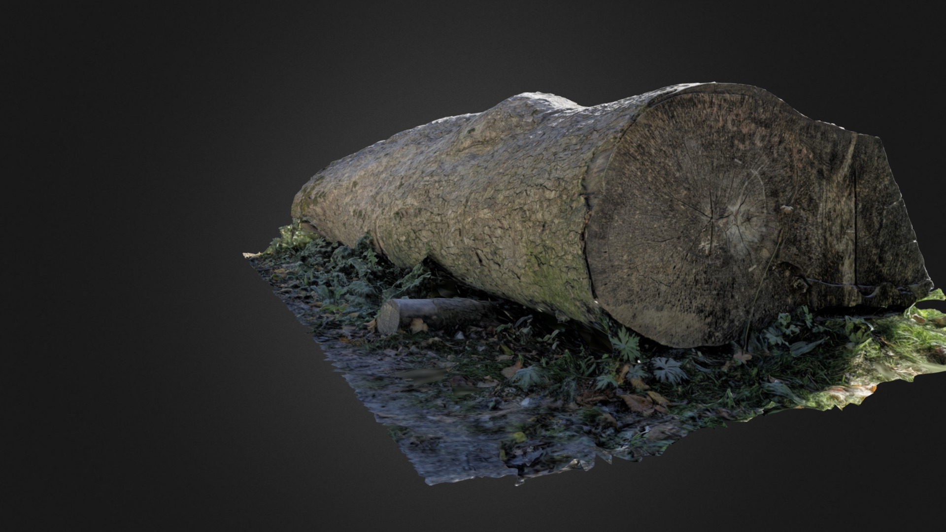 3D model Tree trunk Photogrammetry - This is a 3D model of the Tree trunk Photogrammetry. The 3D model is about a turtle on a rock.