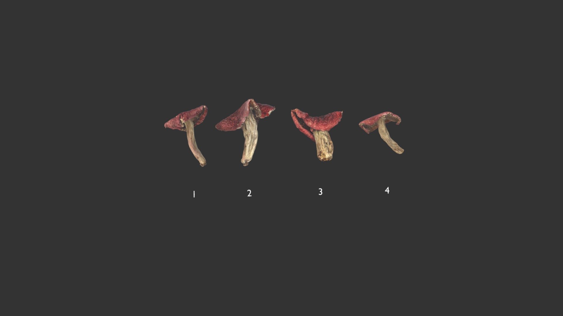 red mushroom Russula