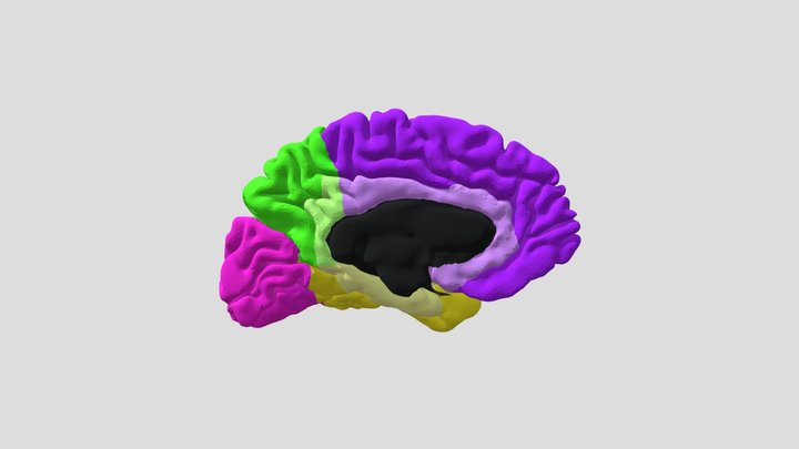 Color Coded Labeled Major Lobes of the Brain 3D Model