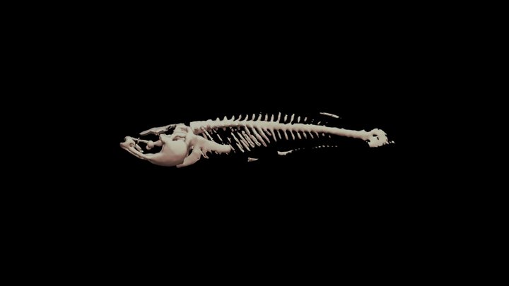 Fish-skeleton 3D models - Sketchfab