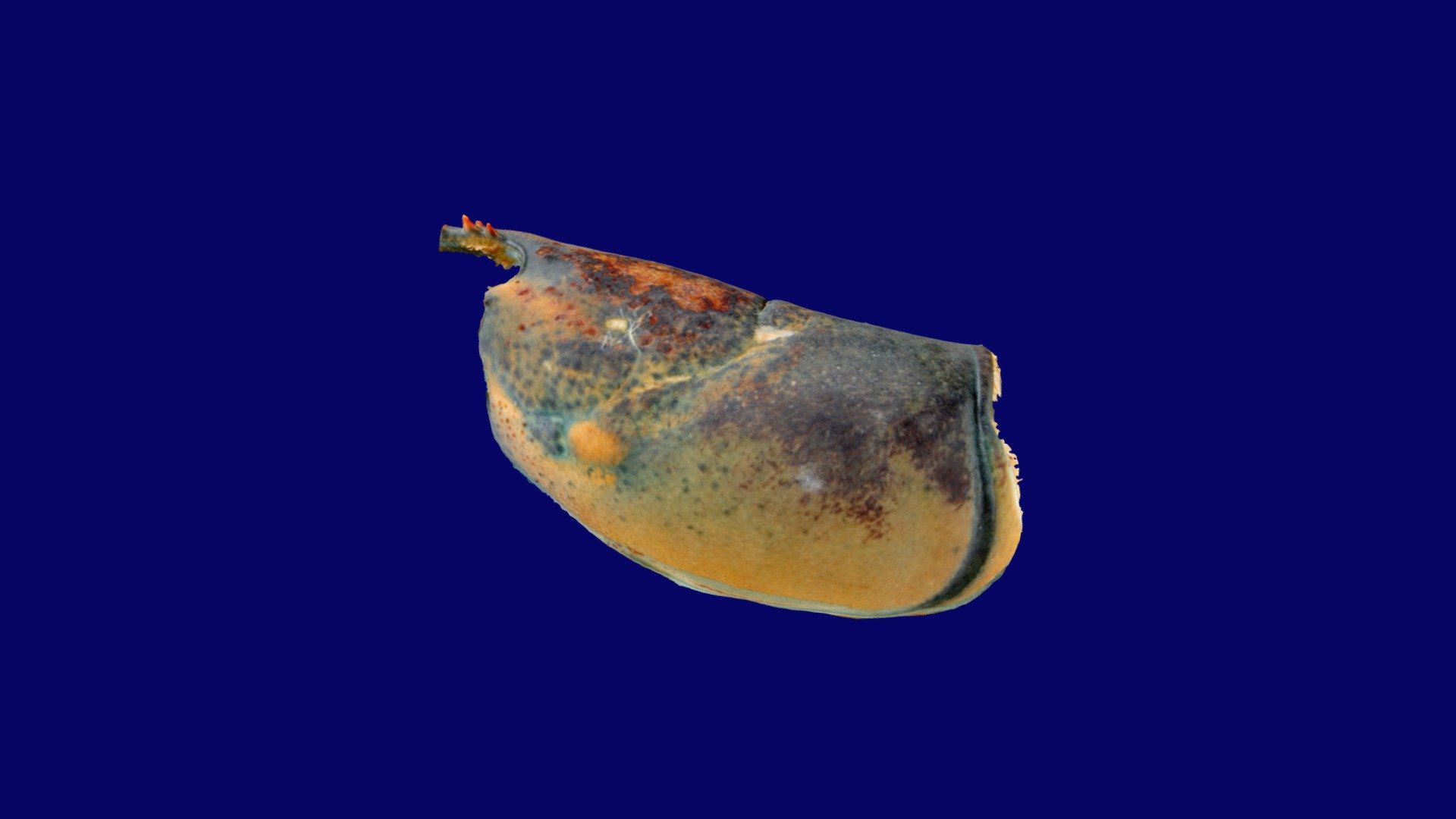 Am Lobster Spring 2019 St287 01 with level 2 ESD