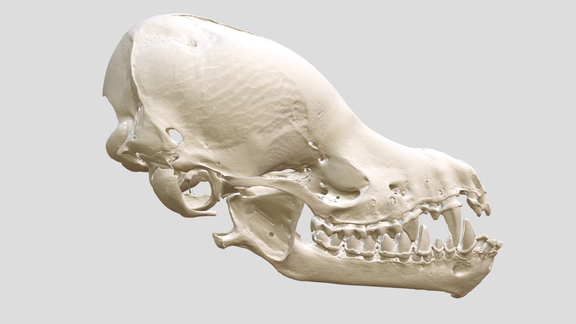 Myotis keaysi (OMNH:Mamm:23499) - 3D model by Biodiversity [2e18766 ...