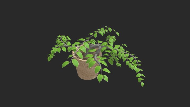 Wk 9 Potted Plant Ma Matthew 3D Model
