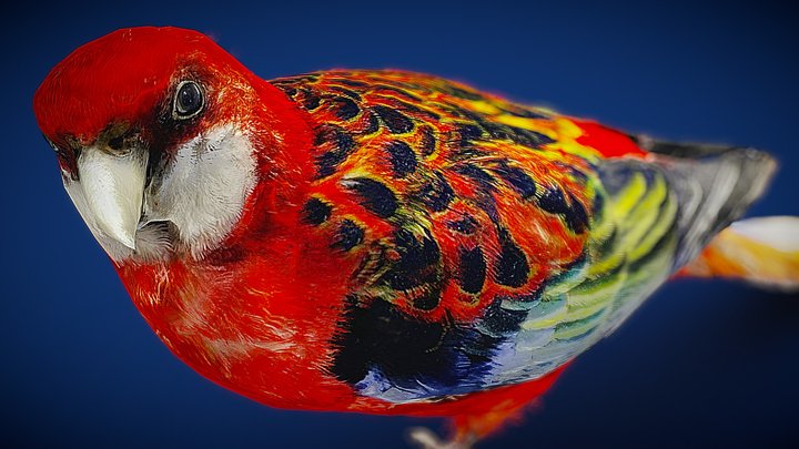 Rosella bird 3D Model