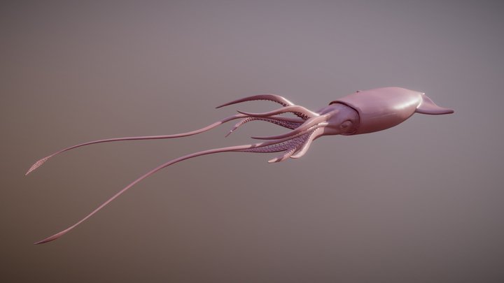 devilfish squid