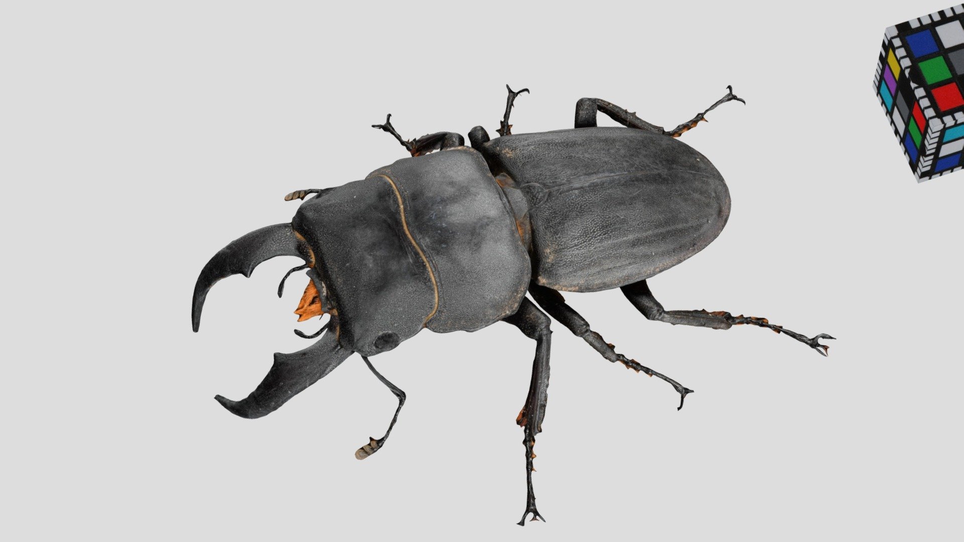 サキシマヒラタクワガタ 🐞 ♂ Sakishima Stag Beetle - Download Free